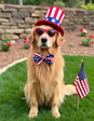 A dog, a sample photo to try in the AI background remover