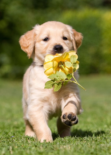 A golden retriever puppy carrying yellow flowers