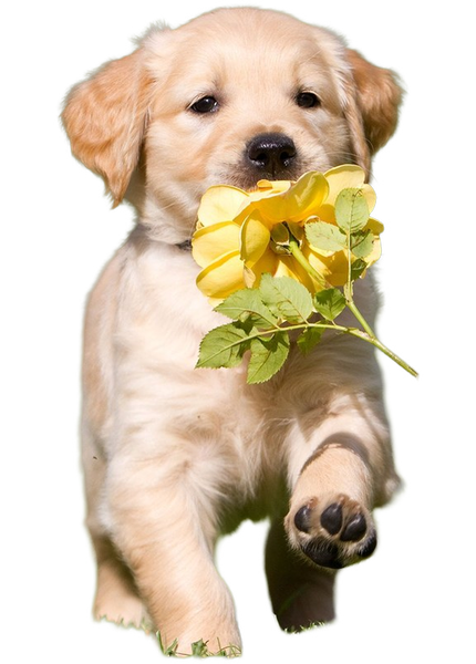 A golden retriever puppy carrying yellow flowers — background removed by iLoveIMG