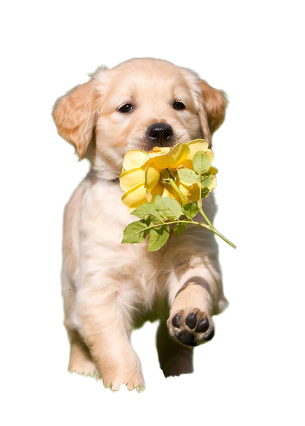 A golden retriever puppy carrying yellow flowers — background removed by Photoroom