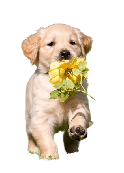 A golden retriever puppy carrying yellow flowers — background removed by Remove.bg