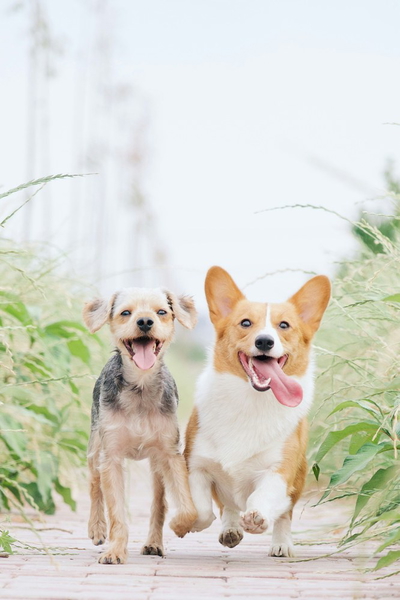 Two corgis walking side by side