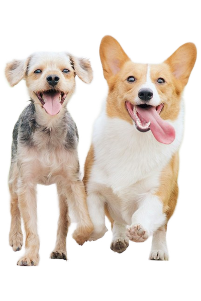 Two corgis walking side by side — background removed by iLoveIMG