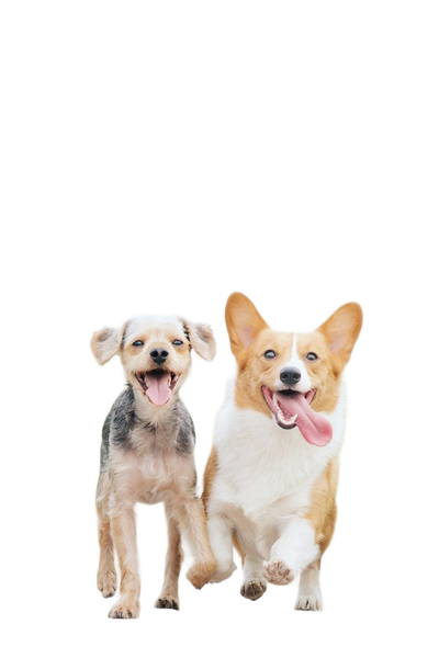 Two corgis walking side by side — background removed by Erase.bg