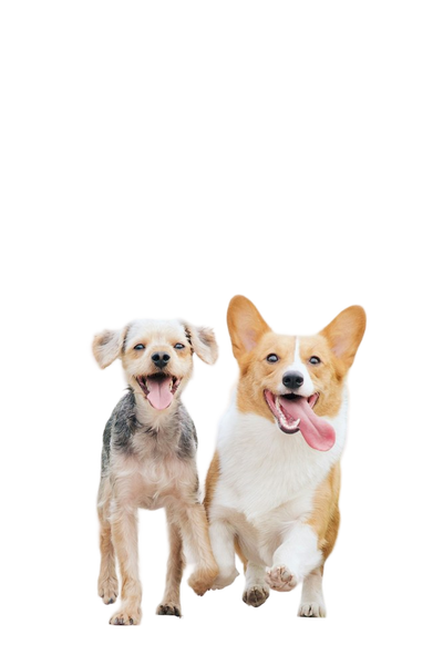Two corgis walking side by side — background removed by GoStudio.ai (Free)