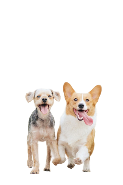 Two corgis walking side by side — background removed by Remove.bg