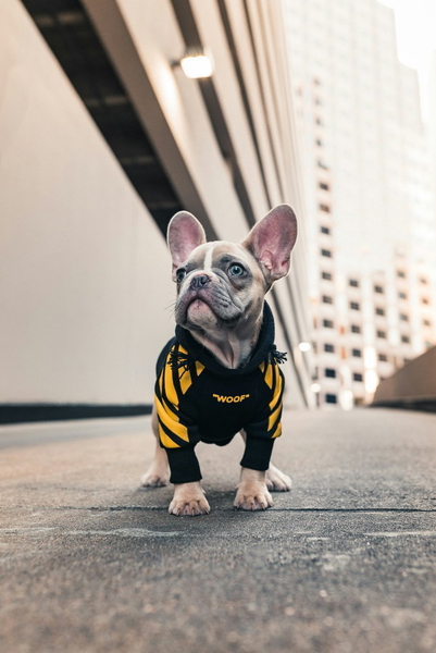 A french bulldog in a yellow harness on a city street