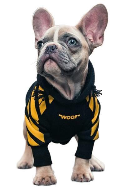 A french bulldog in a yellow harness on a city street — background removed by iLoveIMG