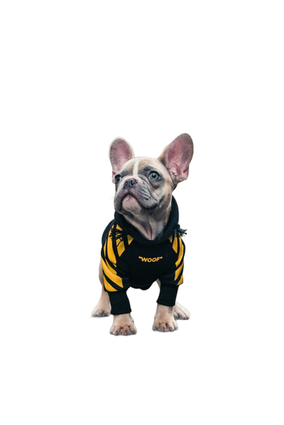 A french bulldog in a yellow harness on a city street — background removed by Erase.bg