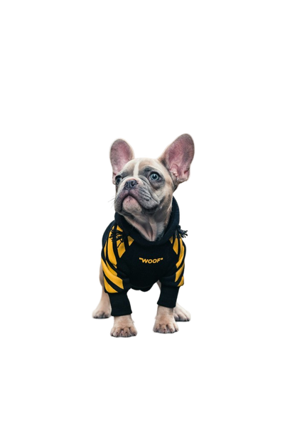 A french bulldog in a yellow harness on a city street — background removed by GoStudio.ai (Free)