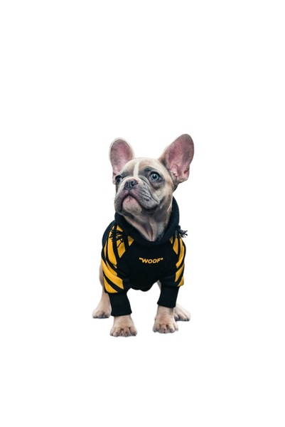 A french bulldog in a yellow harness on a city street — background removed by Photoroom