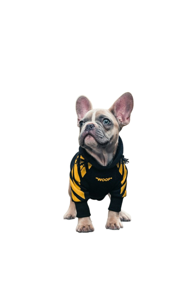 A french bulldog in a yellow harness on a city street — background removed by Remove.bg