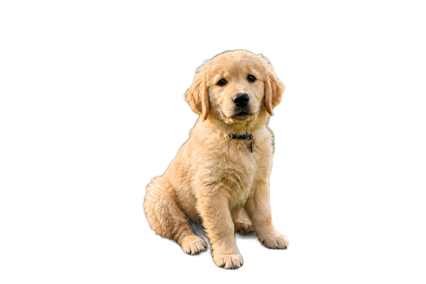 A golden retriever puppy sitting on a porch — background removed by Erase.bg