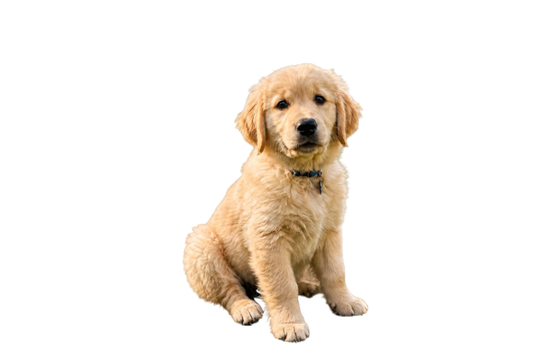 A golden retriever puppy sitting on a porch — background removed by Remove.bg