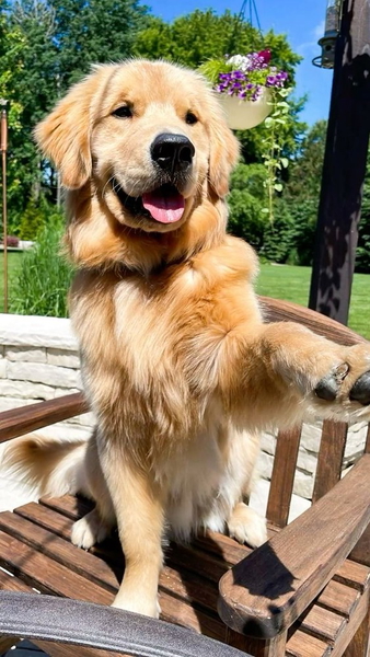 A golden retriever sitting on a wooden garden chair with one paw raised