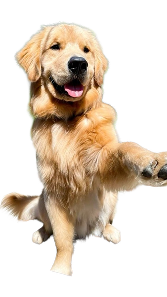 A golden retriever sitting on a wooden garden chair with one paw raised — background removed by iLoveIMG