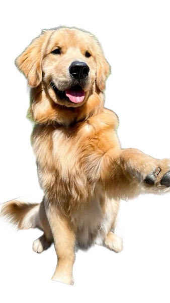 A golden retriever sitting on a wooden garden chair with one paw raised — background removed by Erase.bg