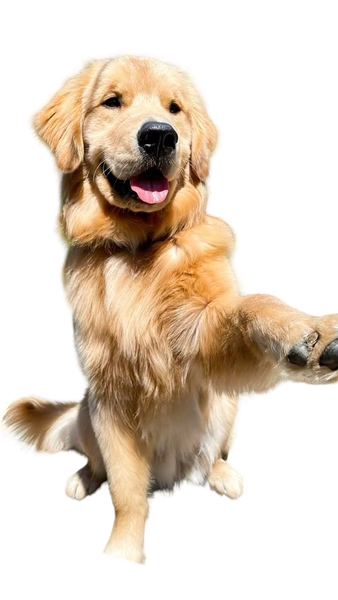 A golden retriever sitting on a wooden garden chair with one paw raised — background removed by GoStudio.ai (Free)