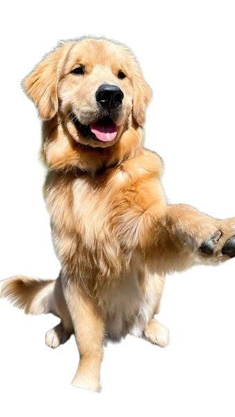 A golden retriever sitting on a wooden garden chair with one paw raised — background removed by Photoroom