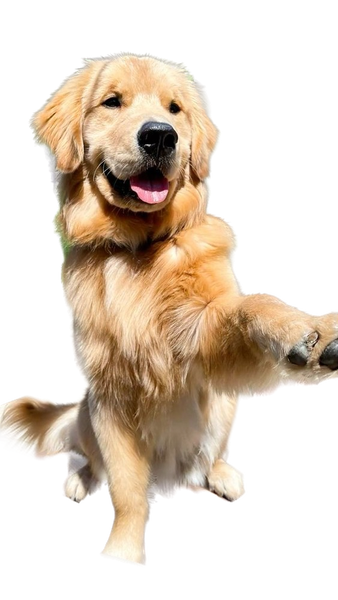 A golden retriever sitting on a wooden garden chair with one paw raised — background removed by Remove.bg
