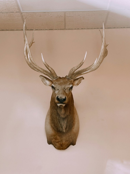 A mounted deer head with large antlers