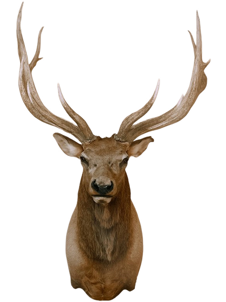 A mounted deer head with large antlers — background removed by iLoveIMG