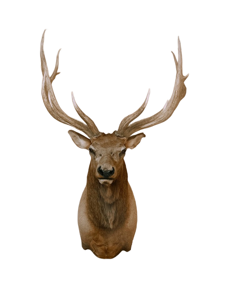 A mounted deer head with large antlers — background removed by Erase.bg