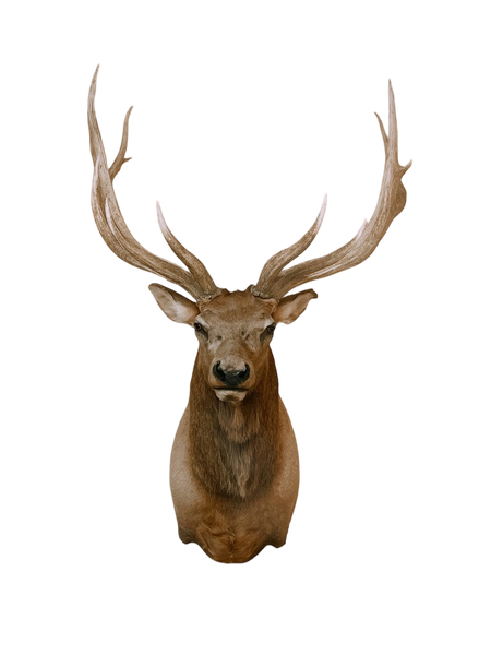 A mounted deer head with large antlers — background removed by GoStudio.ai (Free)