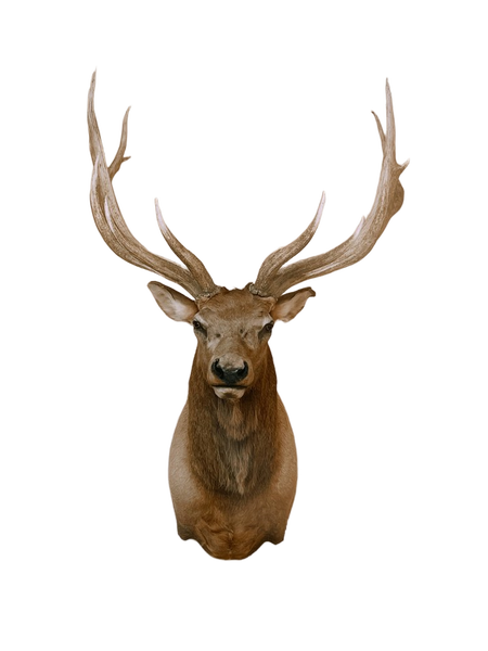 A mounted deer head with large antlers — background removed by Photoroom