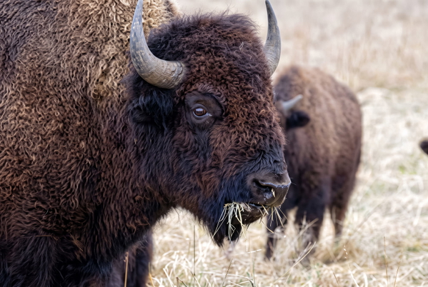 Two bison grazing on dry winter grass — upscaled by GoStudio Advanced