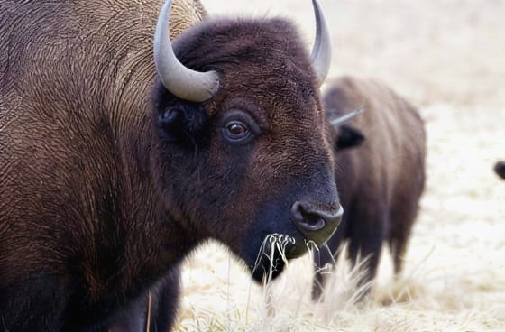Two bison grazing on dry winter grass — upscaled by GoStudio Lite