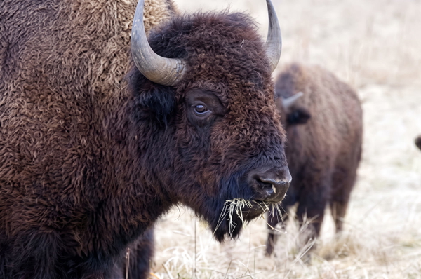 Two bison grazing on dry winter grass — upscaled by Nano Banana 2