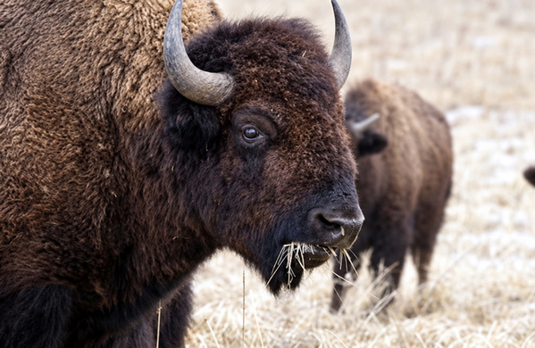 Two bison grazing on dry winter grass — upscaled by GPT Image 2.5
