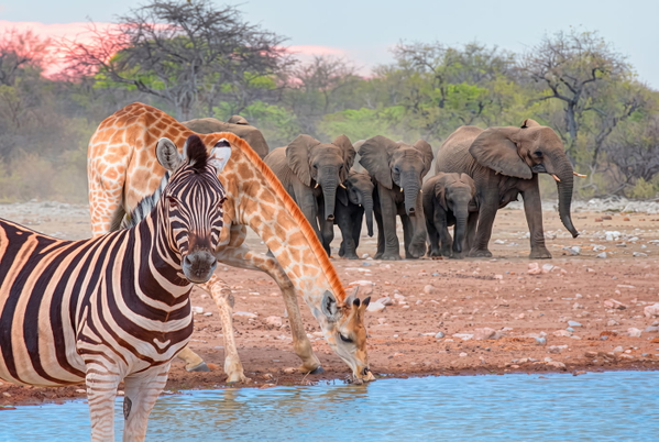 Zebra and giraffe drinking at a waterhole with elephants behind — upscaled by GoStudio Advanced