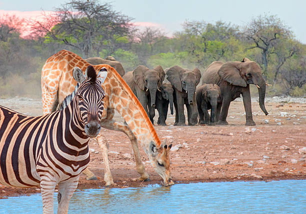 Zebra and giraffe drinking at a waterhole with elephants behind