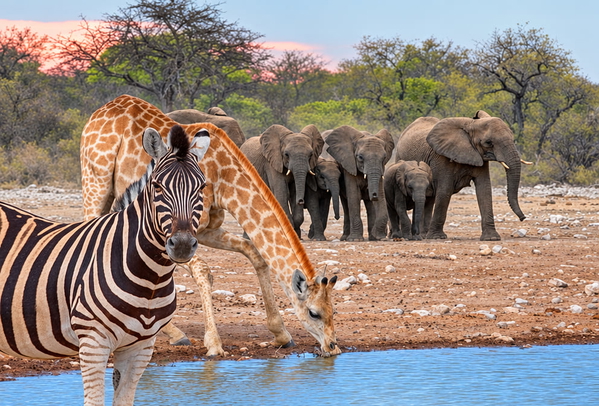 Zebra and giraffe drinking at a waterhole with elephants behind — upscaled by GPT Image 2.5