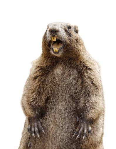 Groundhog standing upright on its hind legs against a white background
