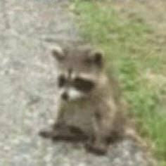 Raccoon on grass, photographed at very low resolution
