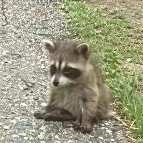 Raccoon on grass, photographed at very low resolution — upscaled by GoStudio Lite