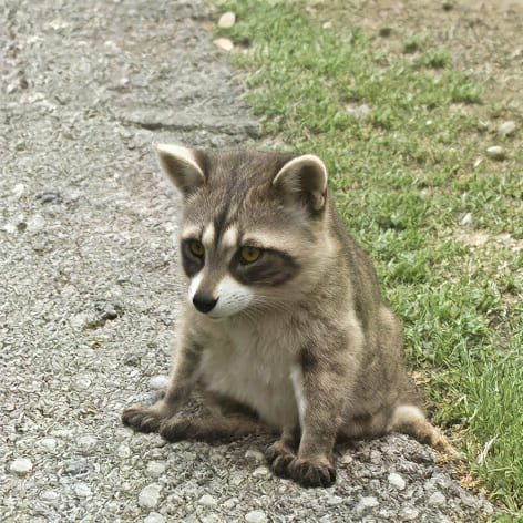 Raccoon on grass, photographed at very low resolution — upscaled by GoStudio Pro