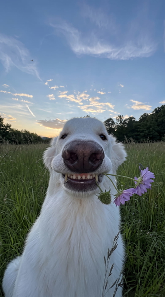 White dog in long grass holding a purple flower in its mouth — upscaled by GoStudio Advanced