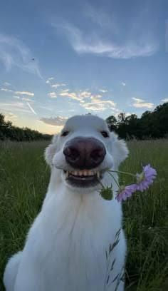 White dog in long grass holding a purple flower in its mouth