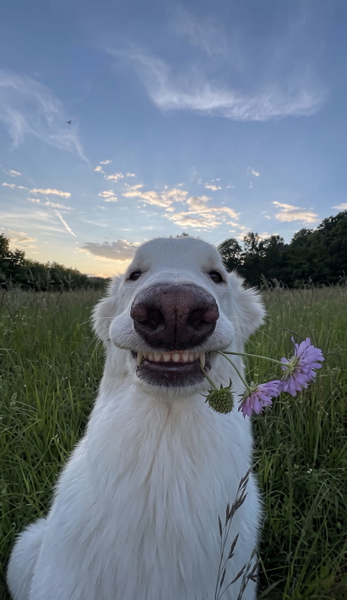 White dog in long grass holding a purple flower in its mouth — upscaled by Nano Banana 2