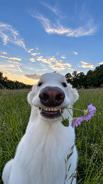 White dog in long grass holding a purple flower in its mouth — upscaled by GPT Image 2.5