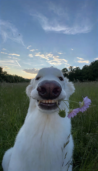 White dog in long grass holding a purple flower in its mouth — upscaled by GoStudio Pro