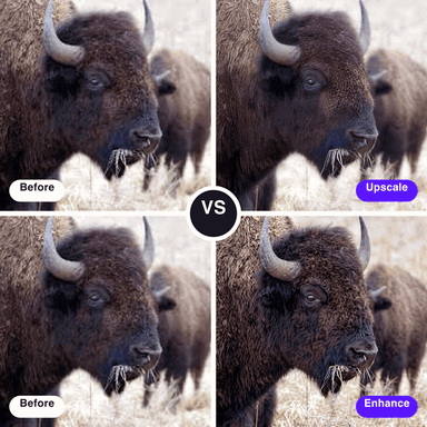 Four-panel grid: a bison in dry grass, soft and low-resolution on the left, beside GoStudio’s upscaled version top right and its enhanced version bottom right, split by a VS badge