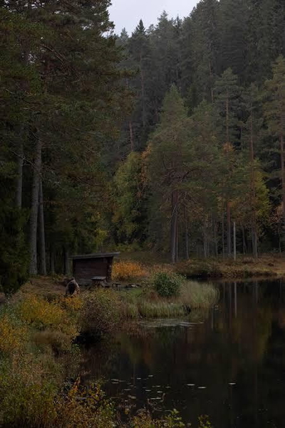 Forest lake at dusk with a timber shelter on the bank, conifers and autumn undergrowth