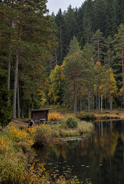 Forest lake at dusk with a timber shelter on the bank, conifers and autumn undergrowth — upscaled by GPT Image 2.5
