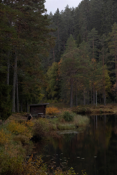 Forest lake at dusk with a timber shelter on the bank, conifers and autumn undergrowth — upscaled by GoStudio Pro