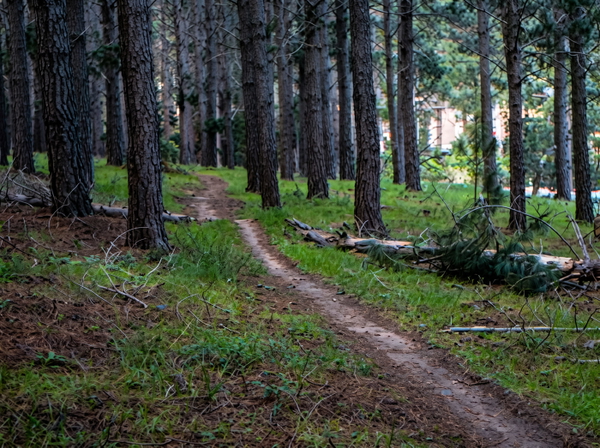 Path through a pine forest with grass either side — upscaled by GoStudio Advanced
